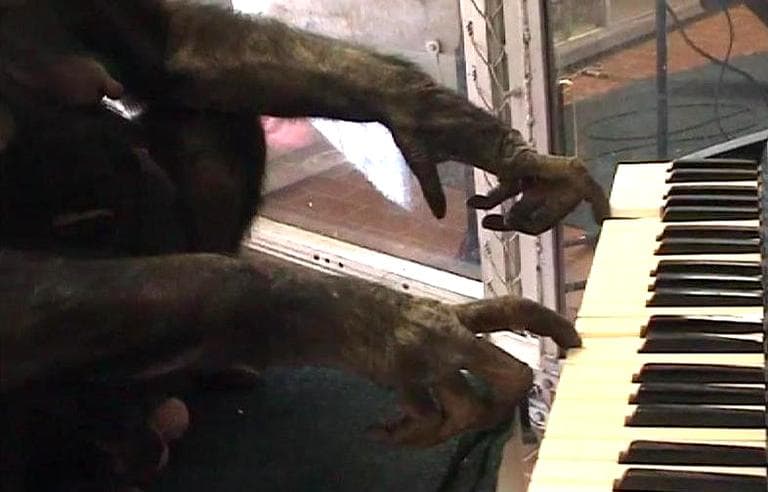 A female bonobo plays a computerized keyboard in a duet with musician Peter Gabriel. (Screenshot from video)