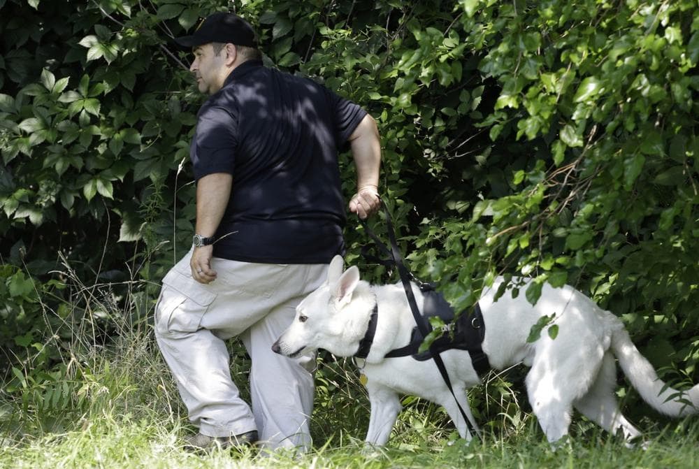 An investigator and his dog search a wooded area Sunday, July 21, 2013 near where three bodies were recently found in East Cleveland, Ohio. (Tony Dejak/AP)