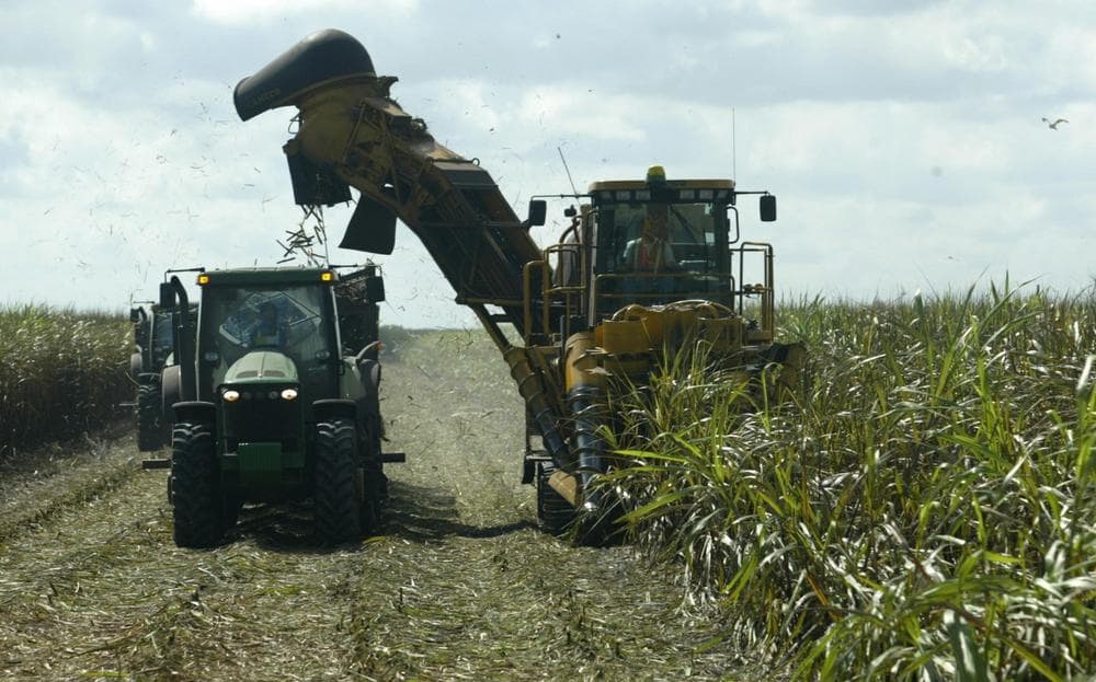 A harvester cuts and fills a tractor with sugar cane in Clewiston, Fla., Friday, Nov. 7, 2003. (Luis M. Alvarez/AP)