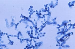 Arthroconidia of Coccidioides immitis. (Centers for Disease Control and Prevention)