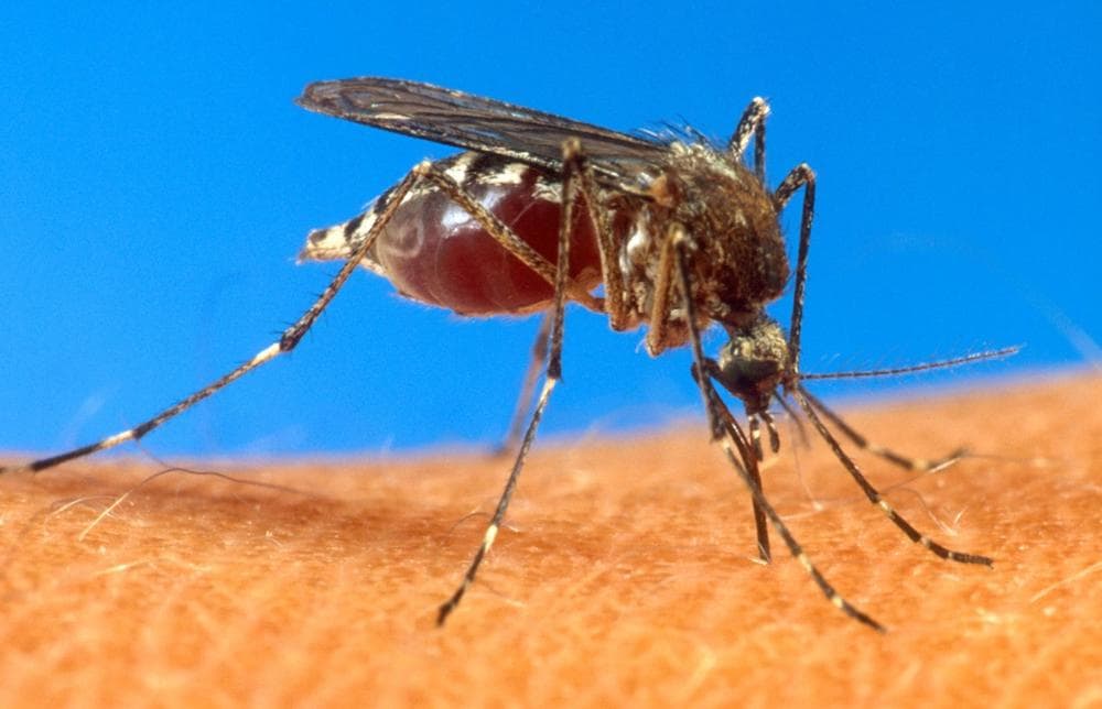 An aedes aegypti mosquito is shown on human skin in a file photo, date and location not known, from the U.S. Department of Agriculture. (USDA file/AP)