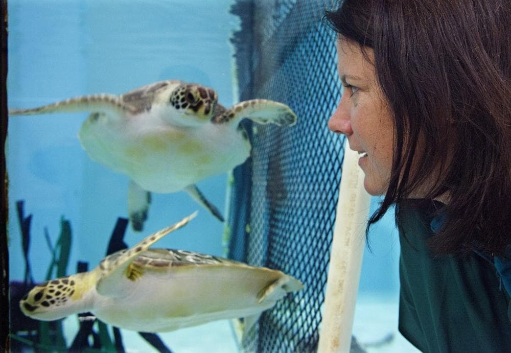 Acupuncturist Claire McManus watches a pair of sea turtles, who are recovering from a stranding, swim at the New England Aquarium's animal car center in Quincy, Mass., Monday May 20, 2013. McManus treated two sea turtles, not the two pictured, who were injured after getting stranded on Cape Cod during a prolonged exposure to cold weather. (Rodrique Ngowi/AP)