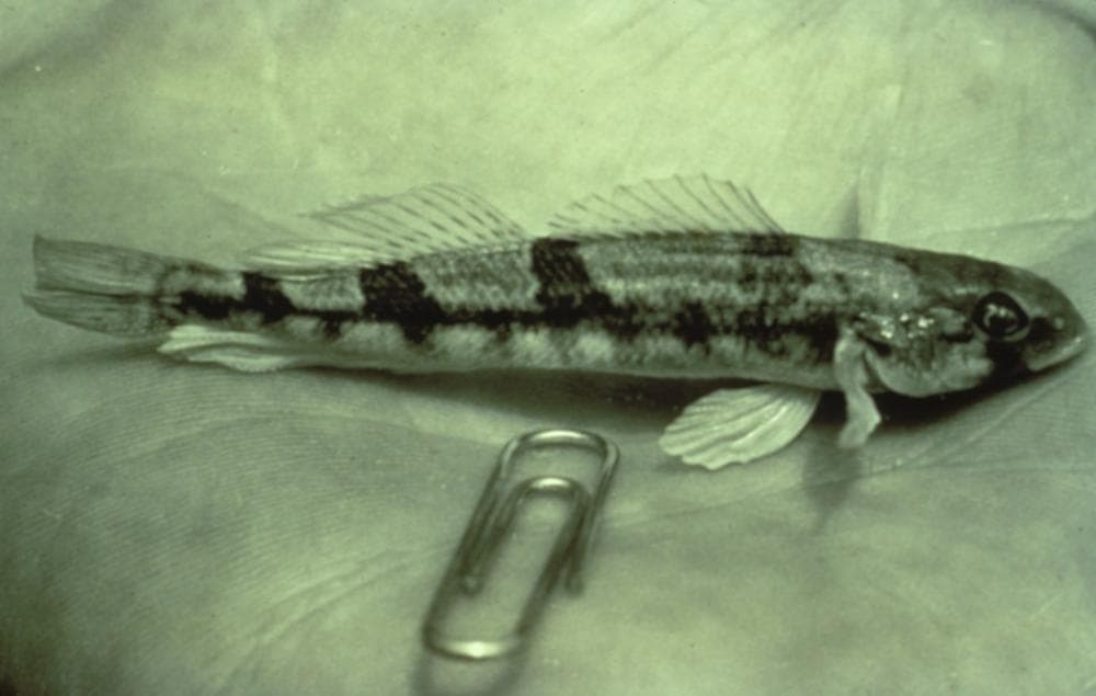 This tiny fish spurred an enormous environmental-legal battle. (wikipedia)