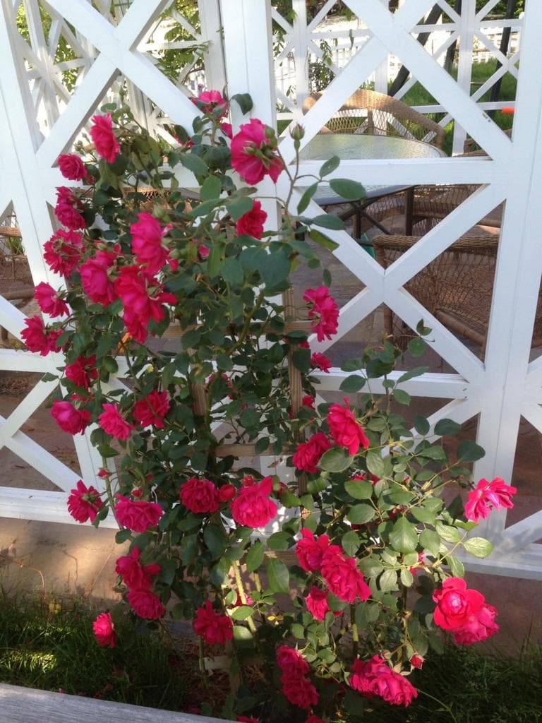 Long-blooming roses (Carey Goldberg/WBUR)