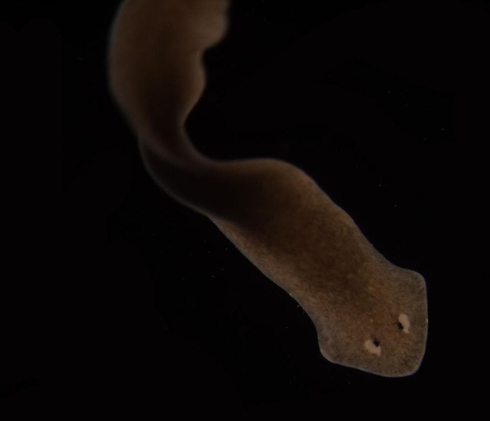 A &quot;Dugesia liguriensis&quot; flatworm (Wikimedia Commons)