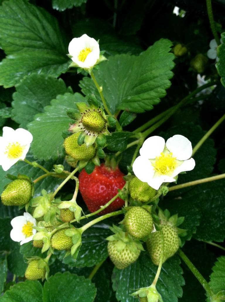 Alaskan strawberries. (Kathy Gunst/Here &amp; Now)