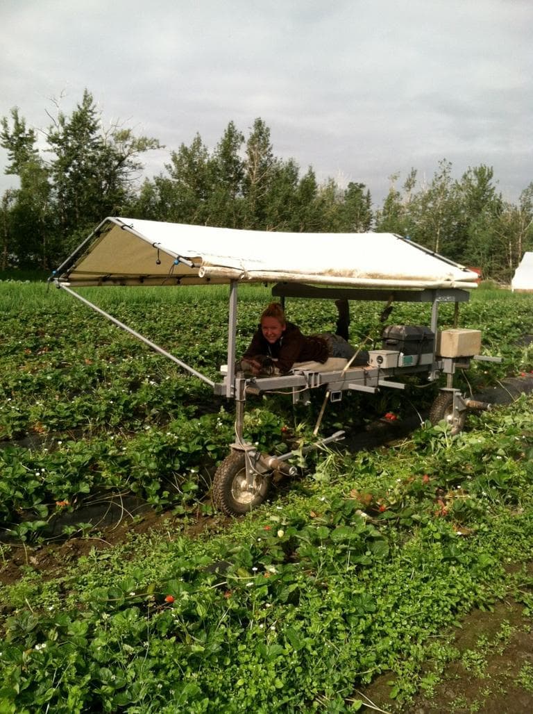 Strawberry picking in Alaska. (Kathy Gunst/Here &amp; Now)