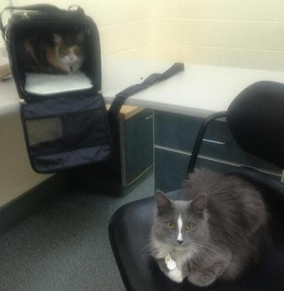 Here &amp; Now co-host Robin Young's cats are pictured last night at Angell Animal Medical Center.  (Robin Young/Twitter) 