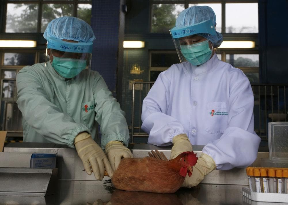 Health workers take a blood sample from a chicken in Hong Kong Thursday, April 11, 2013. The Hong Kong government started enhanced measures to prevent a new strain of bird flu from entering the city. Starting from Thursday, the authority is taking samples of live poultry from mainland China to test for the H7N9 virus. Thirty samples are taken in every 1,000 chickens. (Vincent Yu/AP)