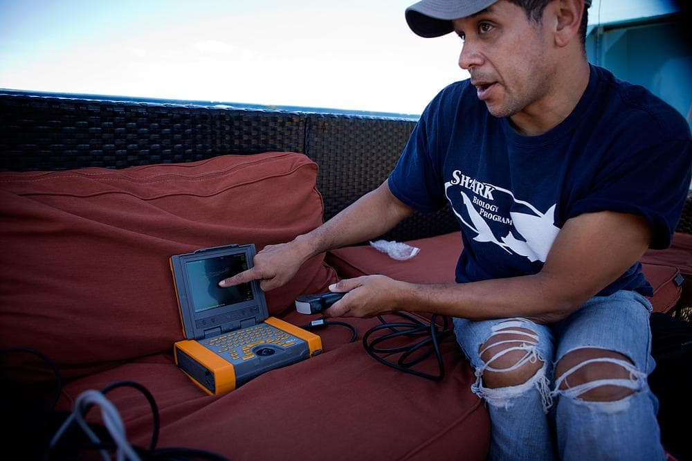 Jim Gelsleichter, assistant professor of biology at University of North Florida, demonstrates the ultrasound machine he uses on the sharks. (Jesse Costa/WBUR)