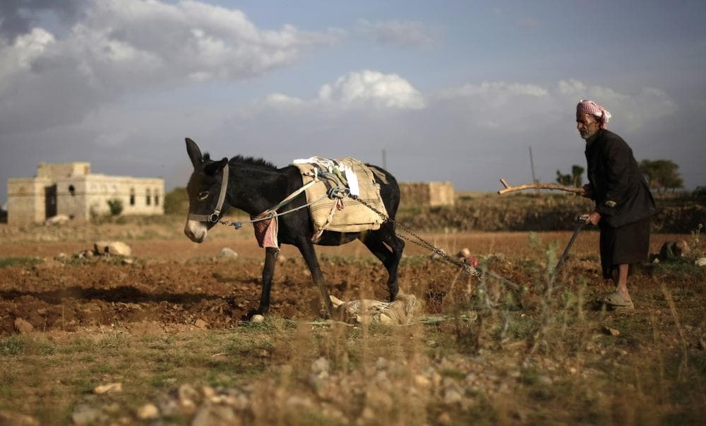 A farmer and his donkey plow a field on the outskirts of Sanaa, Yemen, May 8, 2013. (Hani Mohammed/AP)