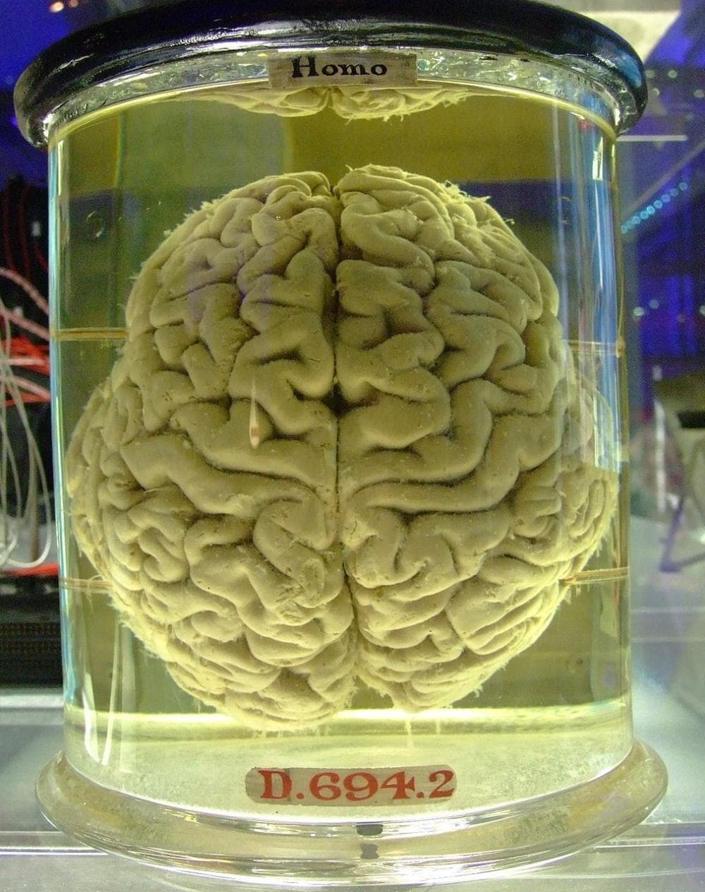 brainjar