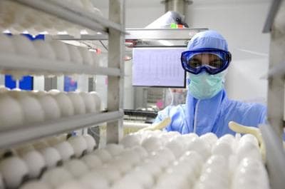 A worker at Sanofi Pasteur, the world’s larges influenza vaccine manufacturer. Some researchers in the United States have published letters in the journals Nature and Science arguing to create a more virulent strain of the H7N9 avian flu to prepare for its possible spread in humans.  (Sanofi Pasteur/Flickr)