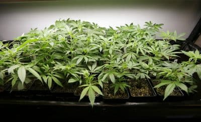 Marijuana plants (AP)