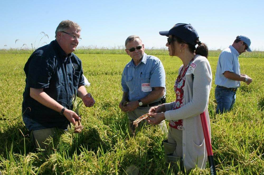 FDA Commissioner Margaret A. Hamburg and colleagues visited research facilities and rice farms in California on Sept. 4-5, 2013 in an effort to gain a greater understanding of the presence of arsenic in rice. Photo: United States Government Work/flickr