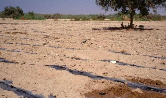 Fields in Jordan produced huge numbers of flies. The black plastic sheets cover irrigation hoses coated in chicken manure, a powerful fly-rearing medium. (Courtesy)