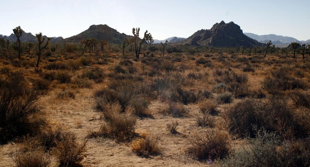 Mojave Desert (Graham/Flickr)