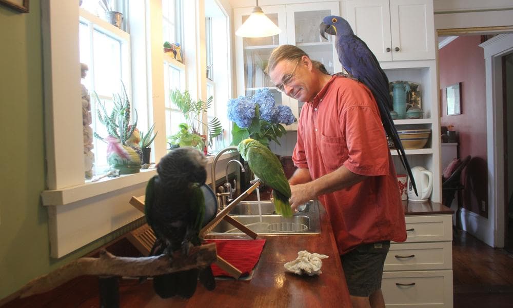 Marc Johnson, founder of Foster Parrots Ltd. is pictured with his parrots. (Joe Brunette)