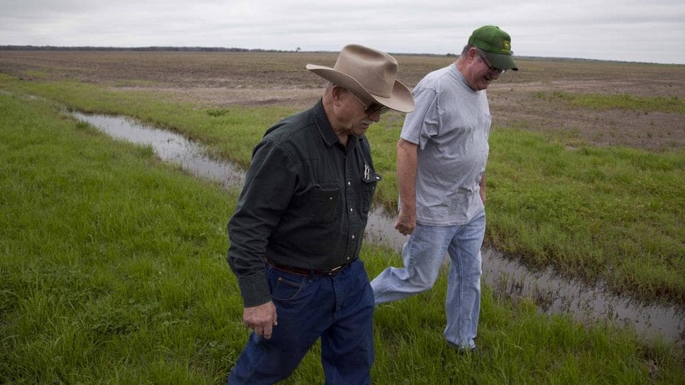 Rice farmers in Texas could face a third year in a row of being cut off from water due to severe drought conditions. (Jeff Heimsath/StateImpact Texas)