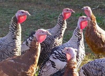 A flock of heritage turkeys, including Bourbon Reds and Narragansetts. (mystuart/Flickr) 