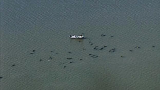 NOAA says six whales have died and 45 are still stranded. (NBC 6 South Florida/Twitter)
