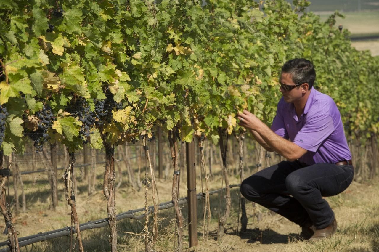 Drew Bledsoe checking the grapes for Doubleback Wine. (Andrea Johnson/courtesy of Doubleback Wine)