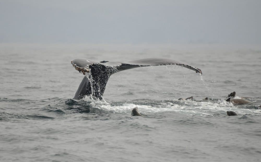 Whale watching in Monterey Bay (John Krzesinski/Flickr)