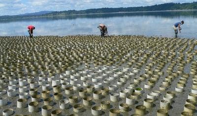 A geoduck farm near Puget Sound's Totten Inlet between Shelton and Olympia. (KUOW)
