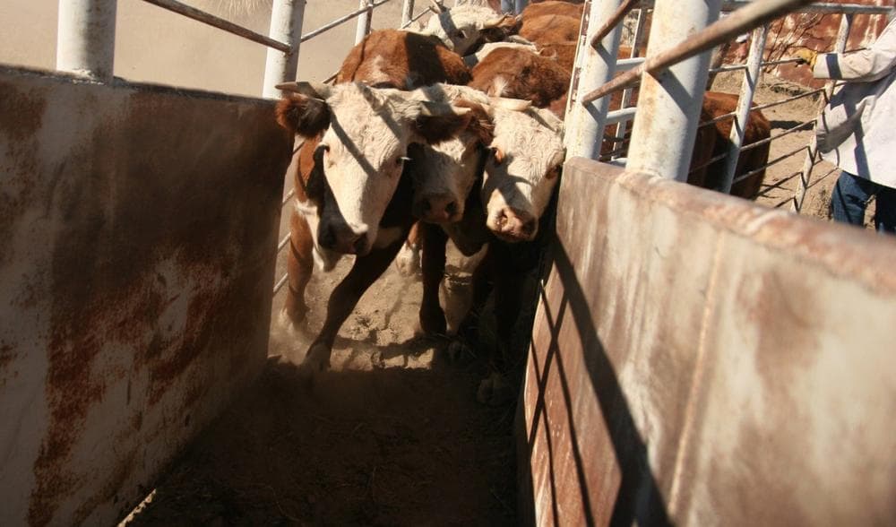 Cattle move up a ramp following inspection in Presidio, Texas. (Lorne Matalon)