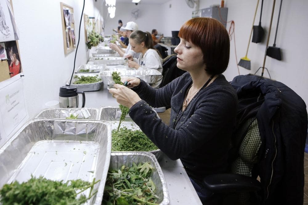 In this Dec. 5, 2013 photo, workers process marijuana in the trimming room at the Medicine Man dispensary and grow operation in northeast Denver. Colorado prepares to be the first in the nation to allow recreational pot sales, opening Jan. 1. (Ed Andrieski/AP)