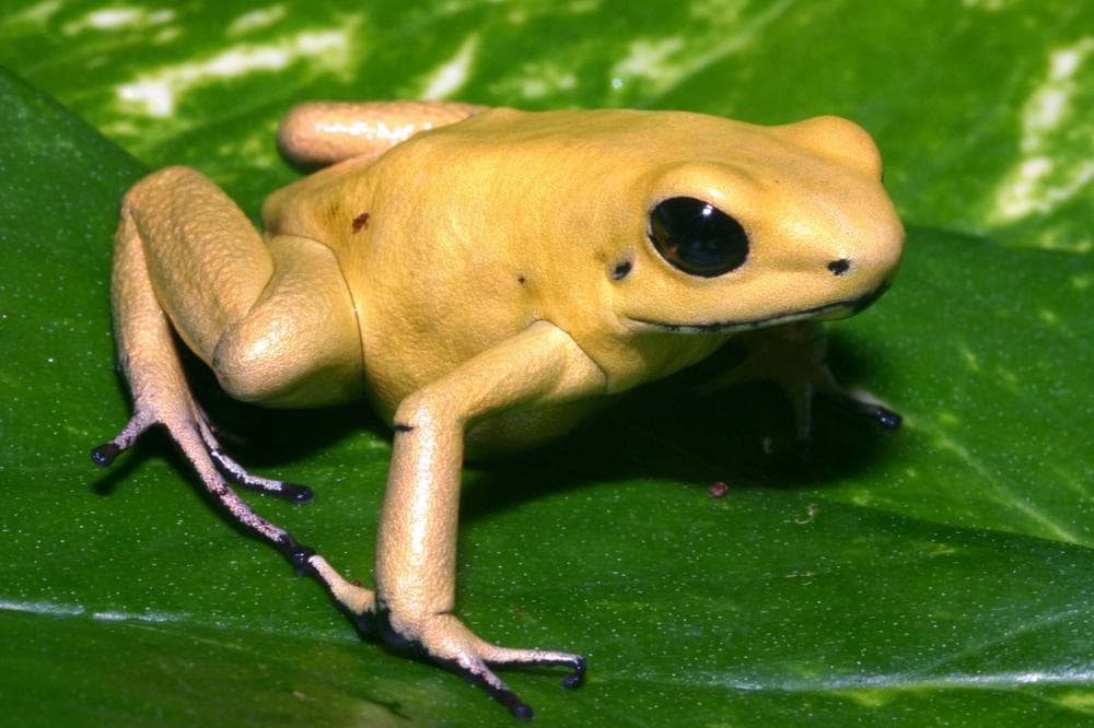 The golden poison dart frog is credited as the most poisonous animal currently in existence. (AMNH)