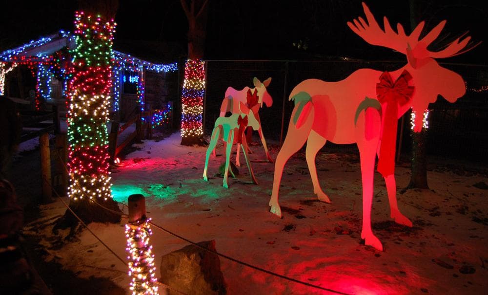 Moose at the Stone Zoo's “ZooLights.&quot; (Greg Cook)