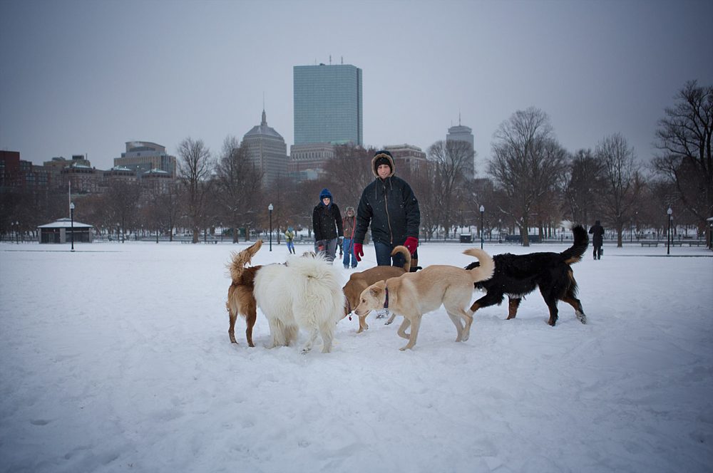 Owners play with their dogs in the snow on Boston Common. The city cancelled school Wednesday. (Jesse Costa/WBUR)