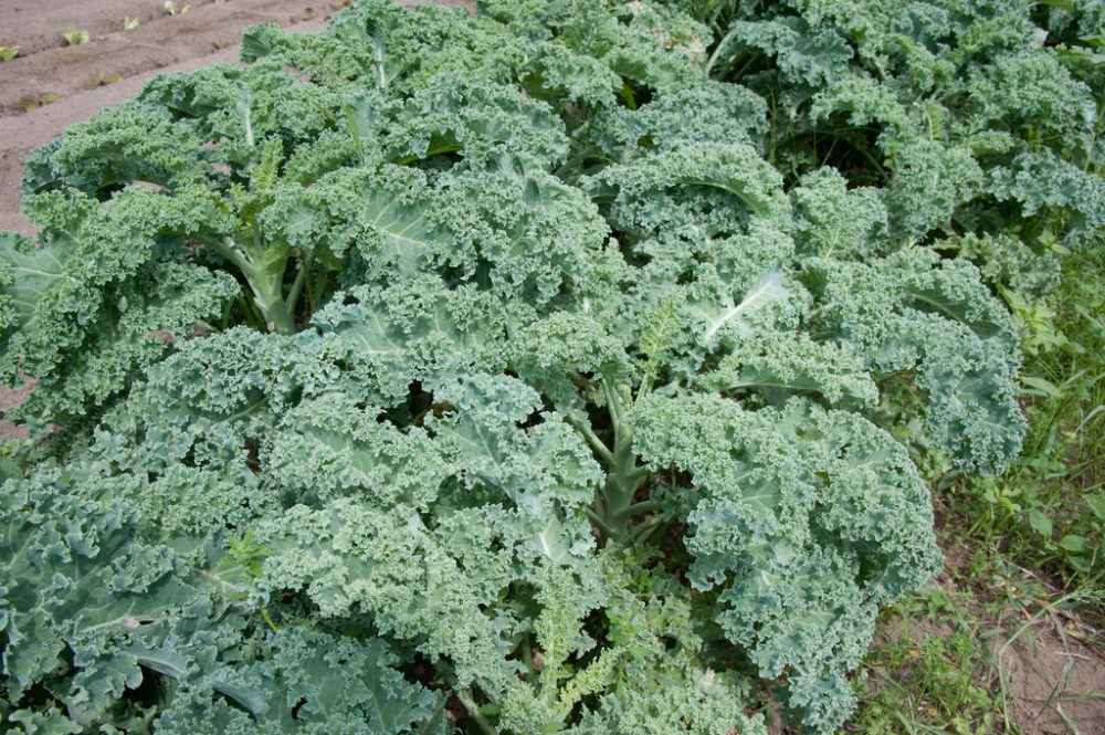 Is kale bad for you? Study shows health food can be dangerous
