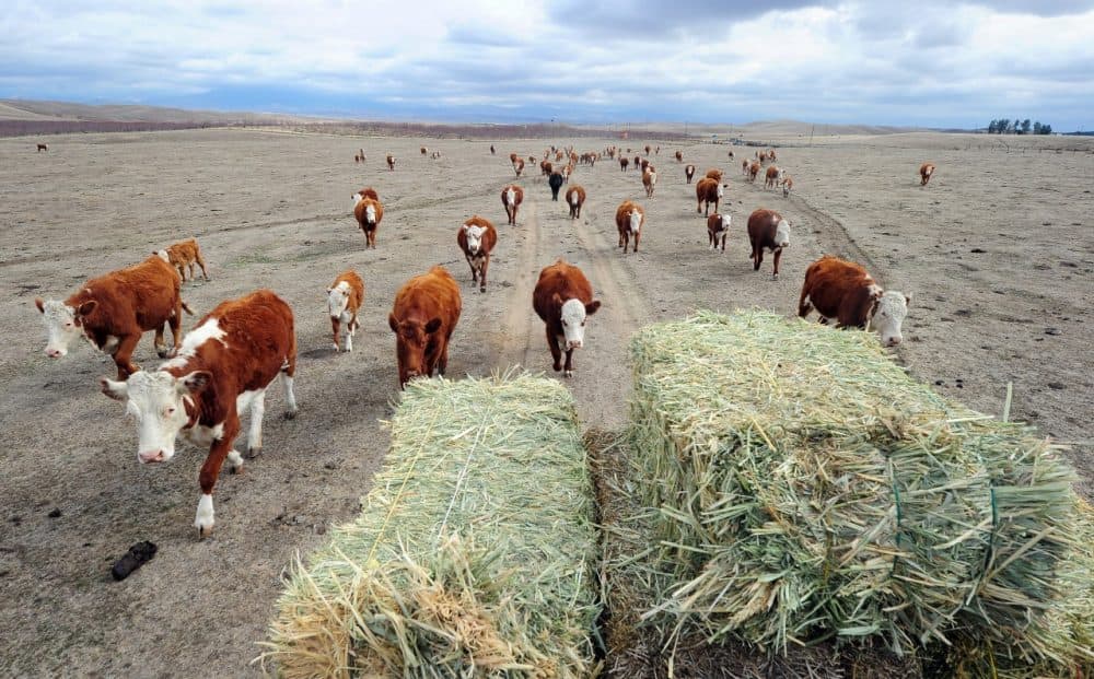 A herd of beef cattle in California's Central Valley give chase to a meal delivery of hay, Feb. 3, 2014. At this time of the year normally, the fields would be covered in lush green grass. (Frederic J. Brown/AFP/Getty Images)