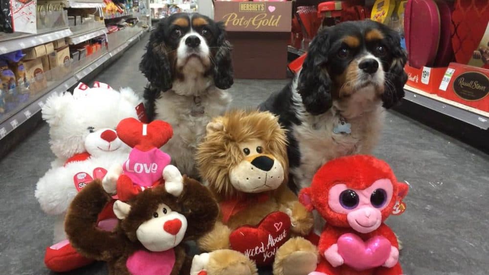 Jason Bellini is among the Americans who will be buying Valetine's day gifts for their pets. (Jason Bellini)