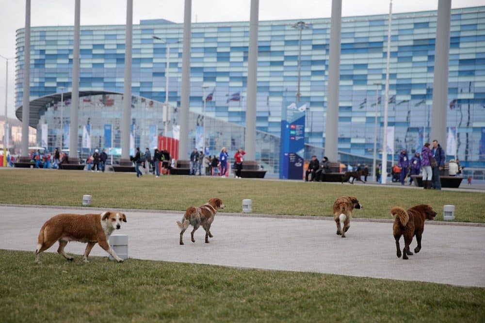 Stray dogs might be more plentiful than Olympians in Sochi. (Joe Scarnici/Getty Images)