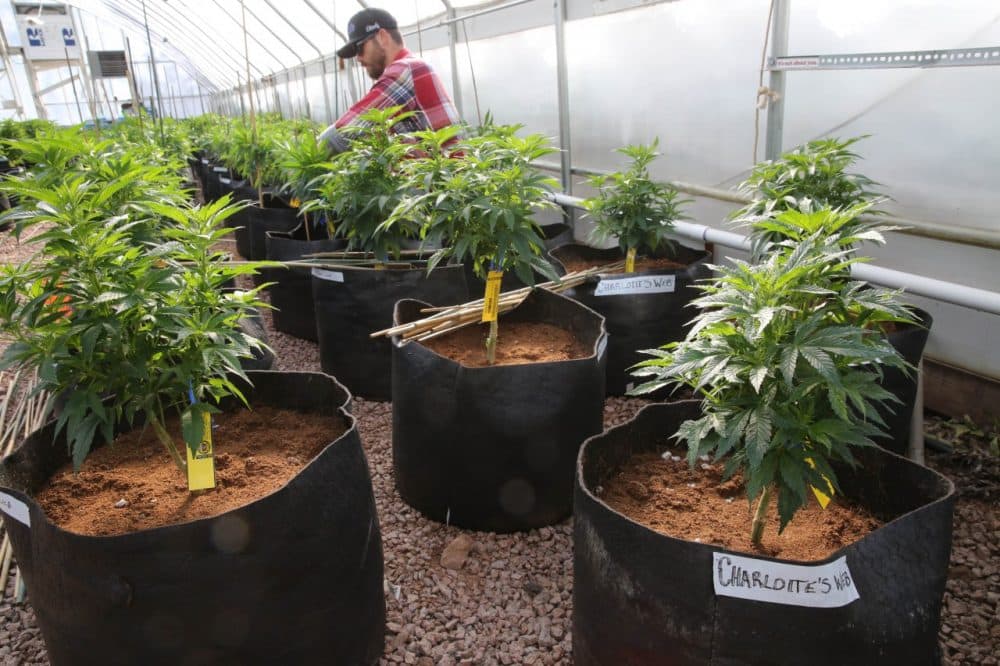 A worker cultivates medical marijuana inside a greenhouse. (Brennan Linsley/AP)