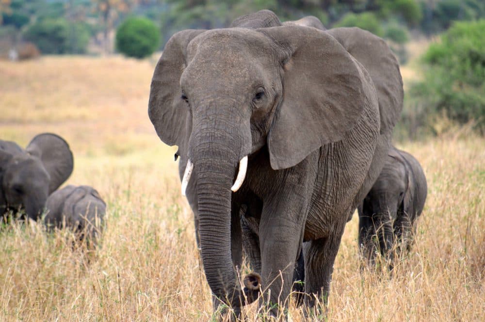 Elephants in Tarangire National Park in Tanzania. (Megan Coughlin/Flickr)