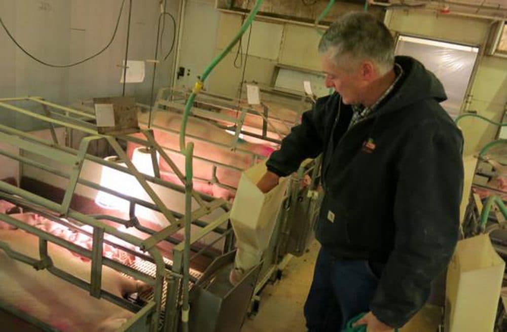 Illinois hog farmer Phil Borgic says the PED virus killed many of his piglets. The virus is expected to cut pork supplies this year. (Peter Gray/Harvest Public Media)