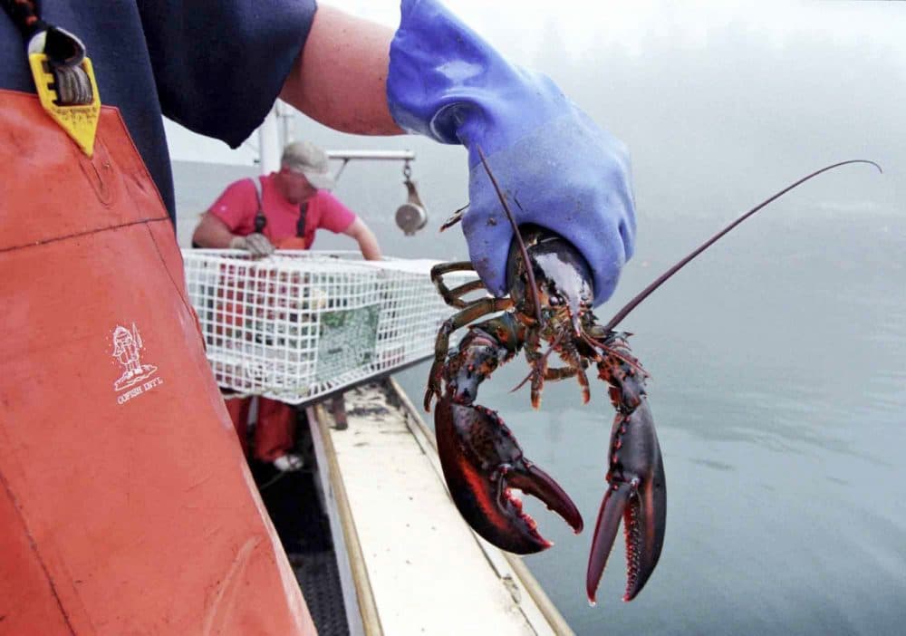 A sternman holds a lobster caught off South Bristol, Maine. (Robert F. Bukaty/AP)
