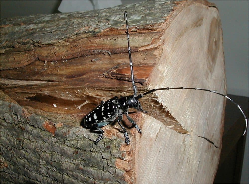 The Asian longhorned beetle still threatens more than a million trees in Worcester County. (The New York State Department of Agriculture and Markets/AP)