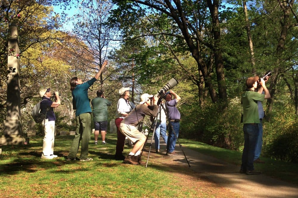 Bird watchers gather at Mount Auburn Cemetery. (Bruce Gellerman/WBUR)
