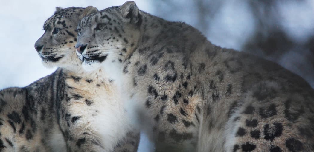 The Stone Zoo's snow leopards Kira Victoria and Harry. (Greg Cook) 