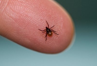 Lyme disease is spread by deer ticks like this one. (Getty Creative Images)