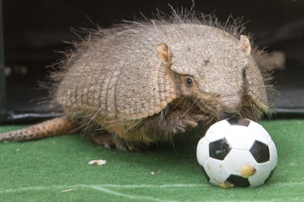 Armadillo Taka snuffles on a ball during the TV recording of an oracle for the upcoming match Germany vs Ghana at the World Cup 2014 in the zoo in Erfurt, Germany, Thursday, June 19, 2014. (AP)