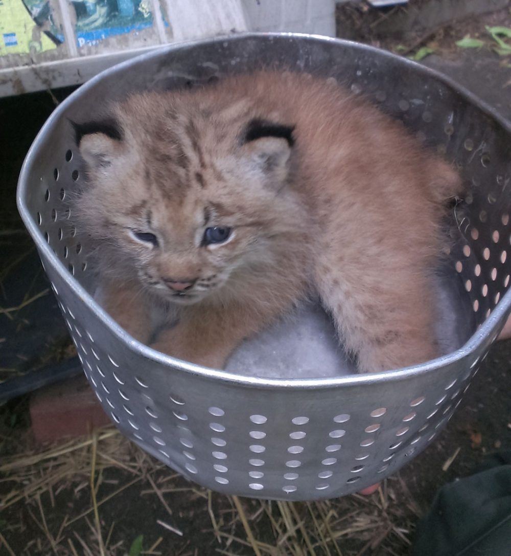 One of three Canada lynx kittens born at the Stone Zoo last month. (Zoo New England)