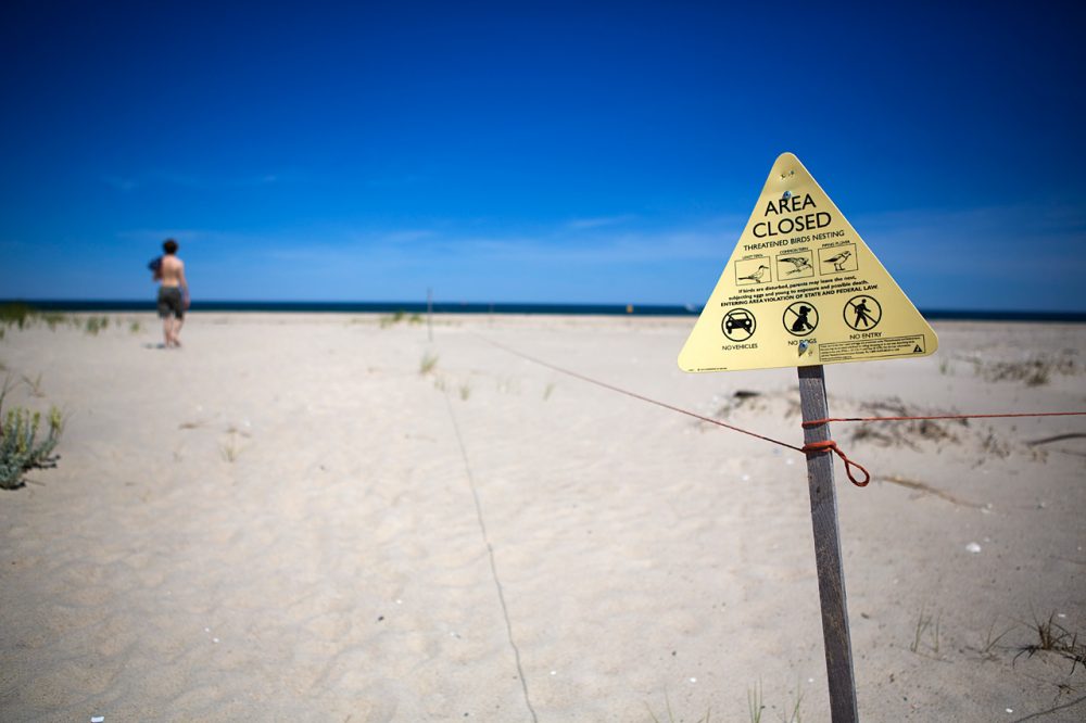 The federal agency that oversees the Monomoy National Wildlife Refuge says kiteboarding and piping plovers are a bad mix, so it’s proposed a ban on the sport there. And that’s caused howls of protest from kiteboarders who believe they can enjoy their sport without posing any threat to birds. (Jesse Costa/WBUR)