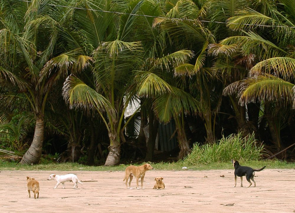 Abandoned dogs are seen at the &quot;Dead Dog Beach&quot;, an area that has become a dumping ground for unwanted pets, in the southeastern town of Yabucoa, Puerto Rico. (Herminio Rodriguez/AP)