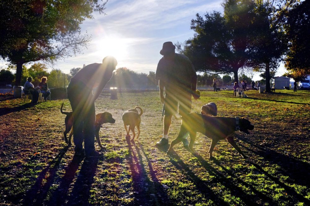 Visitors and their dogs enjoy a sunny afternoon at the Sepulveda Basin Dog Park in the Encino section of Los Angeles. (Richard Vogel/AP)